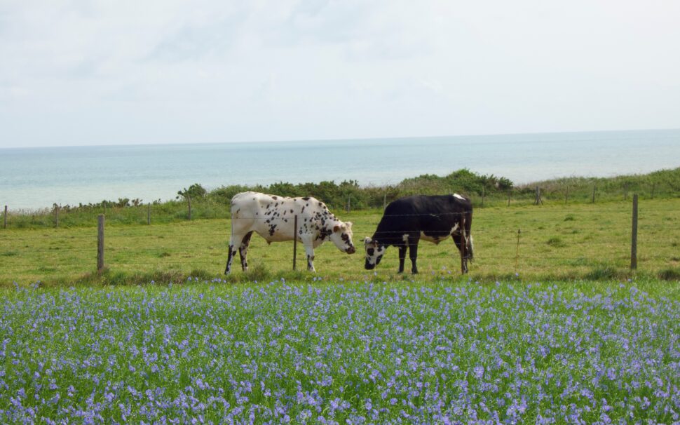 Atouts et usages du Lin