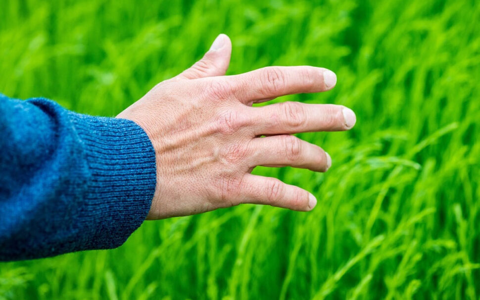 La filière du lin biologique en France