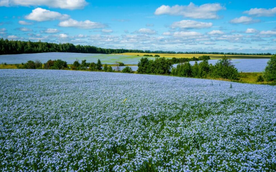 Le Printemps du Lin : quand la Normandie voit la vie en bleu