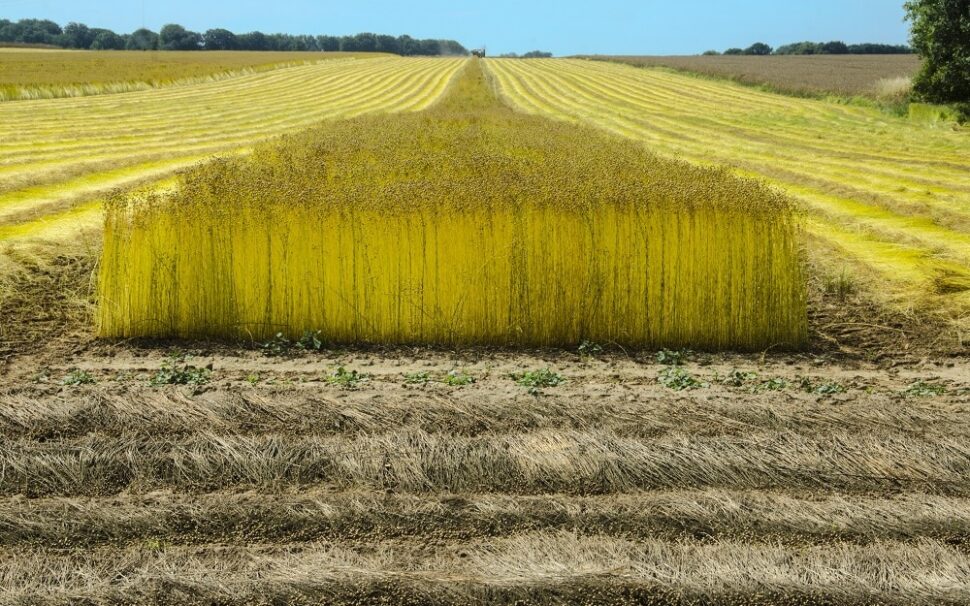 Les pouvoirs extraordinaires de la fibre de lin