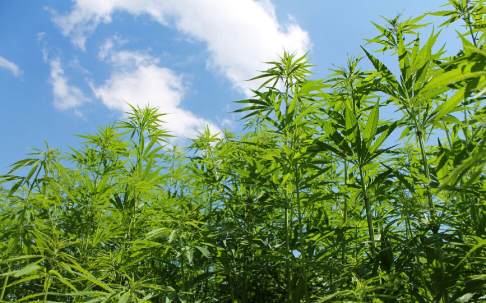 Lin ou chanvre textile, comment faire le bon choix ?