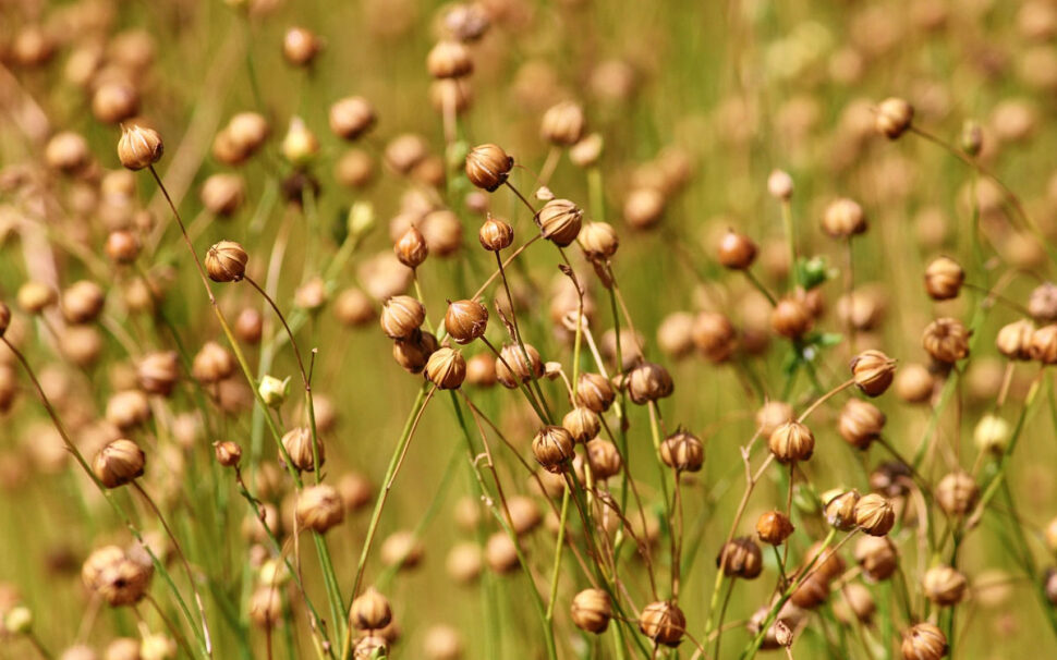 Que produit 1 hectare de lin textile ?