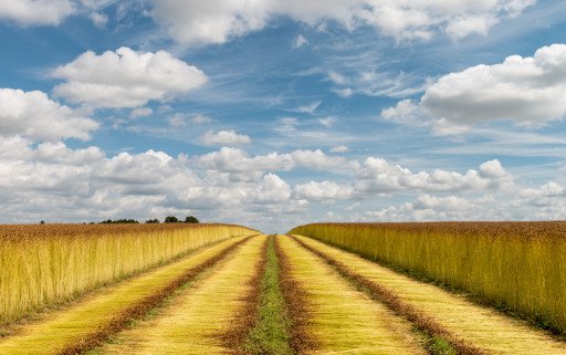 De la graine à la fibre