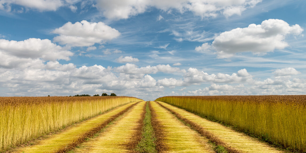 De la graine à la fibre
