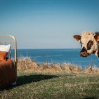 Taie d'Oreiller en Lin Lavé Caramel