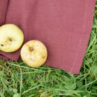 Washed linen curtain Old Pink