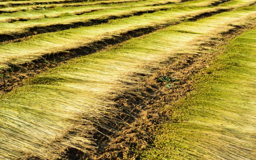 Champs de lin en rouissage