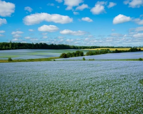 European Flax