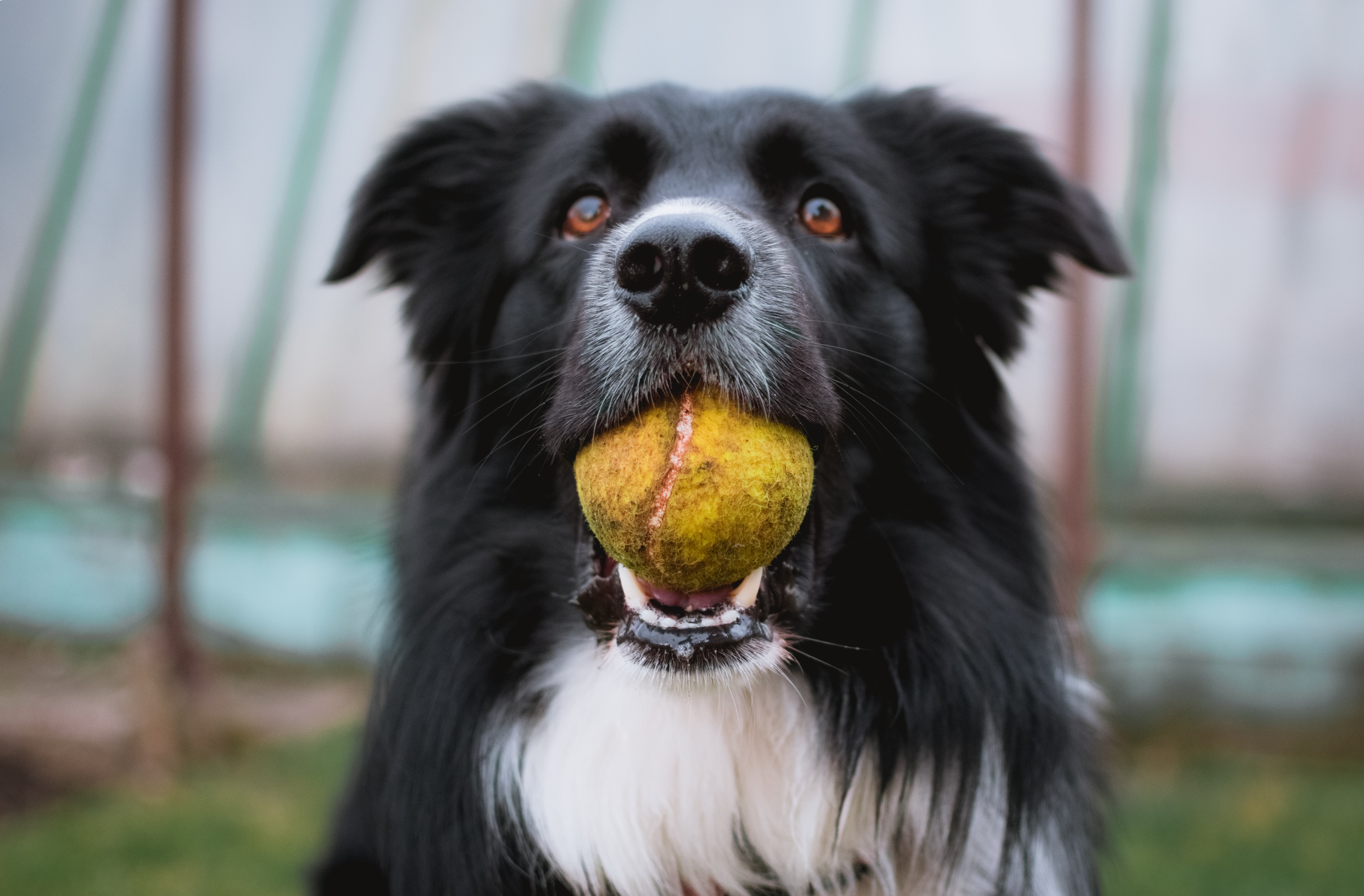 chien-jouet-embrin